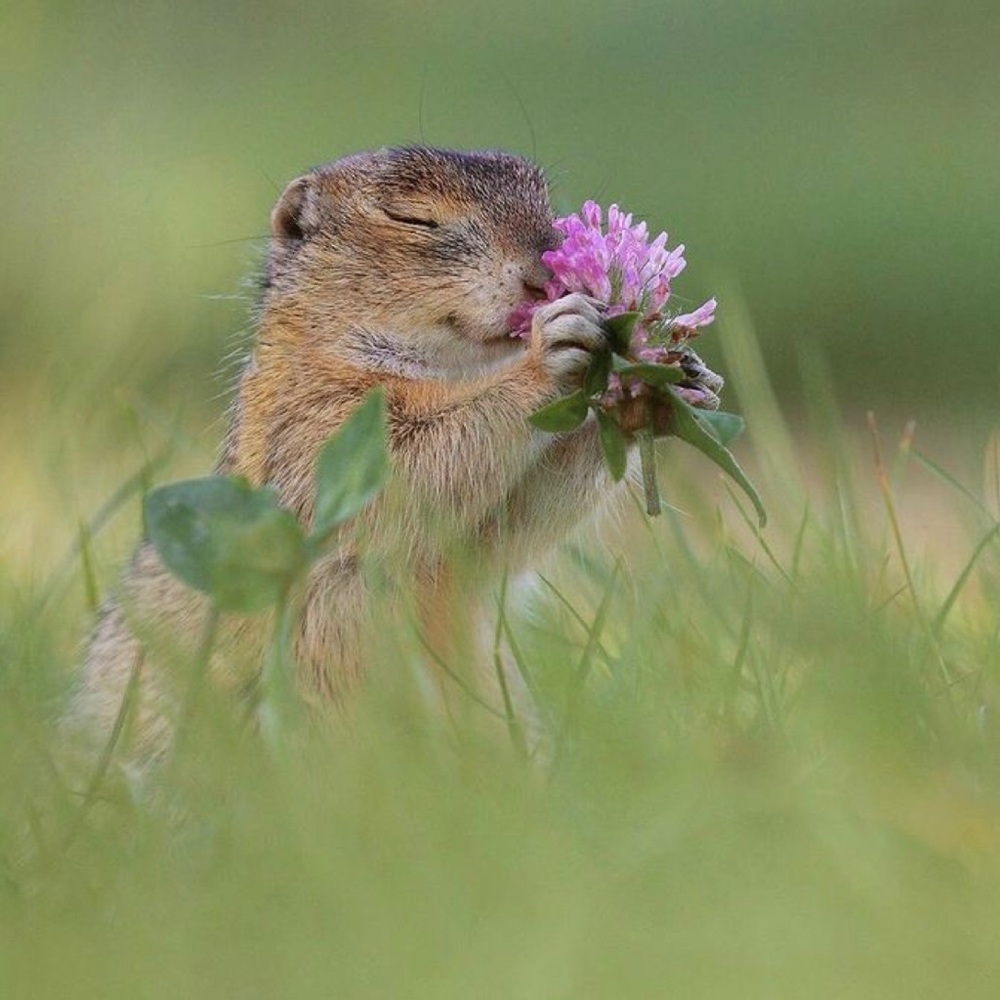 Meet your Posher, Sasha